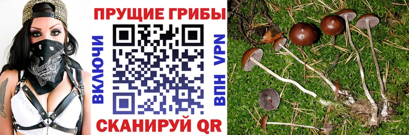 Галлюциногенные грибы MAGIC MUSHROOMS  где продают наркотики  Новый Оскол 